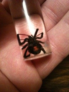 Black Widow Spider Black Widow Spider