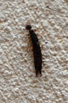 Earwig Earwig
