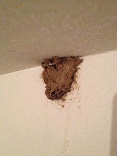 Termite Damage