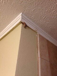 termite damage