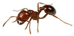 Fire Ant Fire Ant