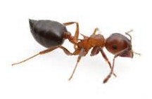 Acrobat Ant Acrobat Ant