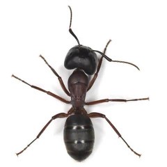 Odorous House Ant Odorous House Ant