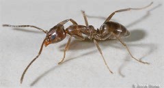 Argentine Ant Argentine Ant