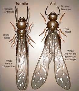 Termite and Ant Termite and Ant